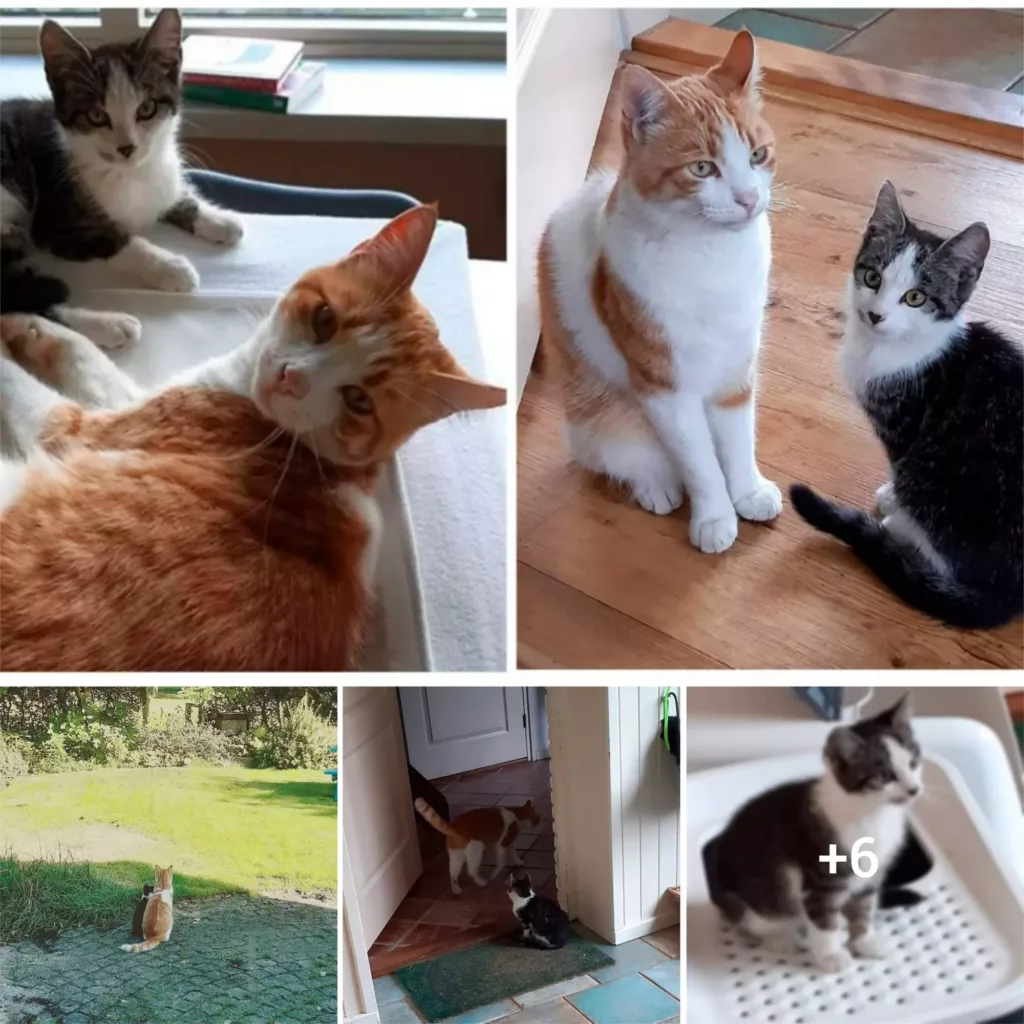 “Feline Finds a Furry Friend: Heartwarming Tale of a Garden Rescue and Adoption”