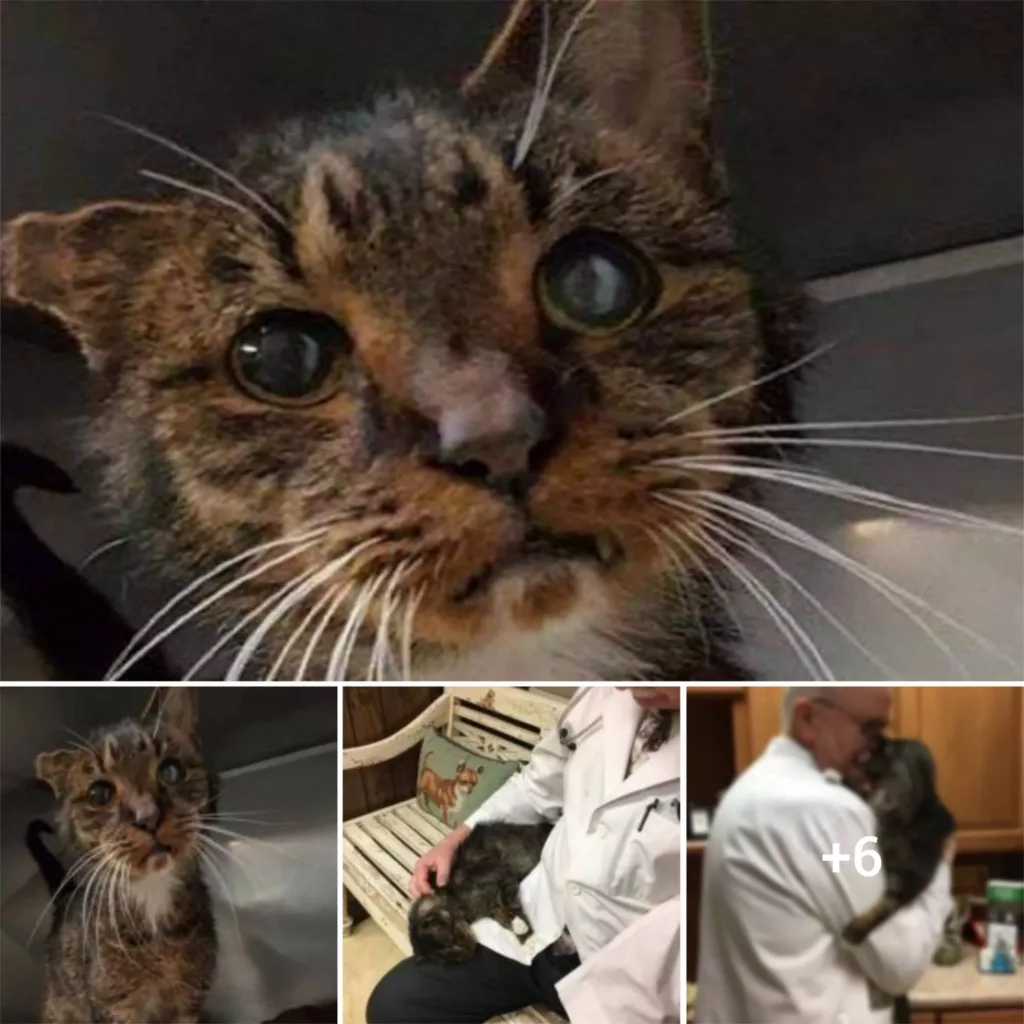 “Feline Fate: The Heartwarming Encounter of a Senior Shelter Cat with its Forever Family”