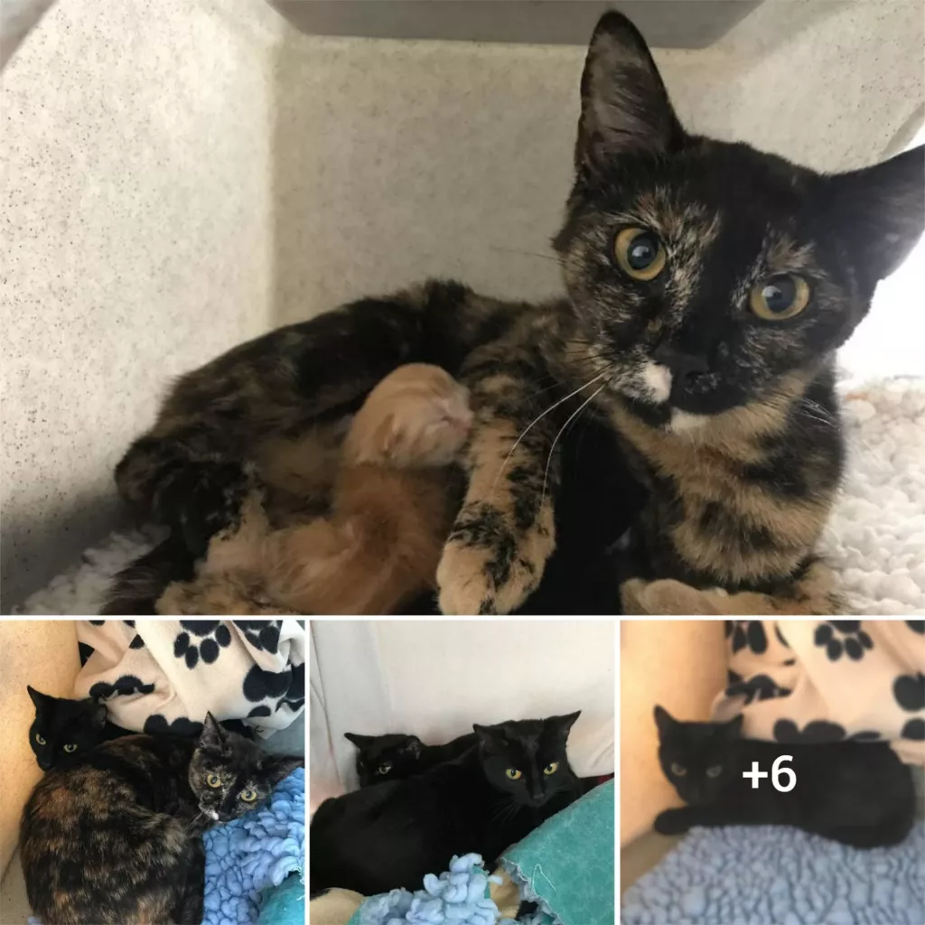 Heartwarming Discovery: Dog Walker Rescues Pregnant Cat in the Woodlands and Welcomes Two Adorable Kittens to the World