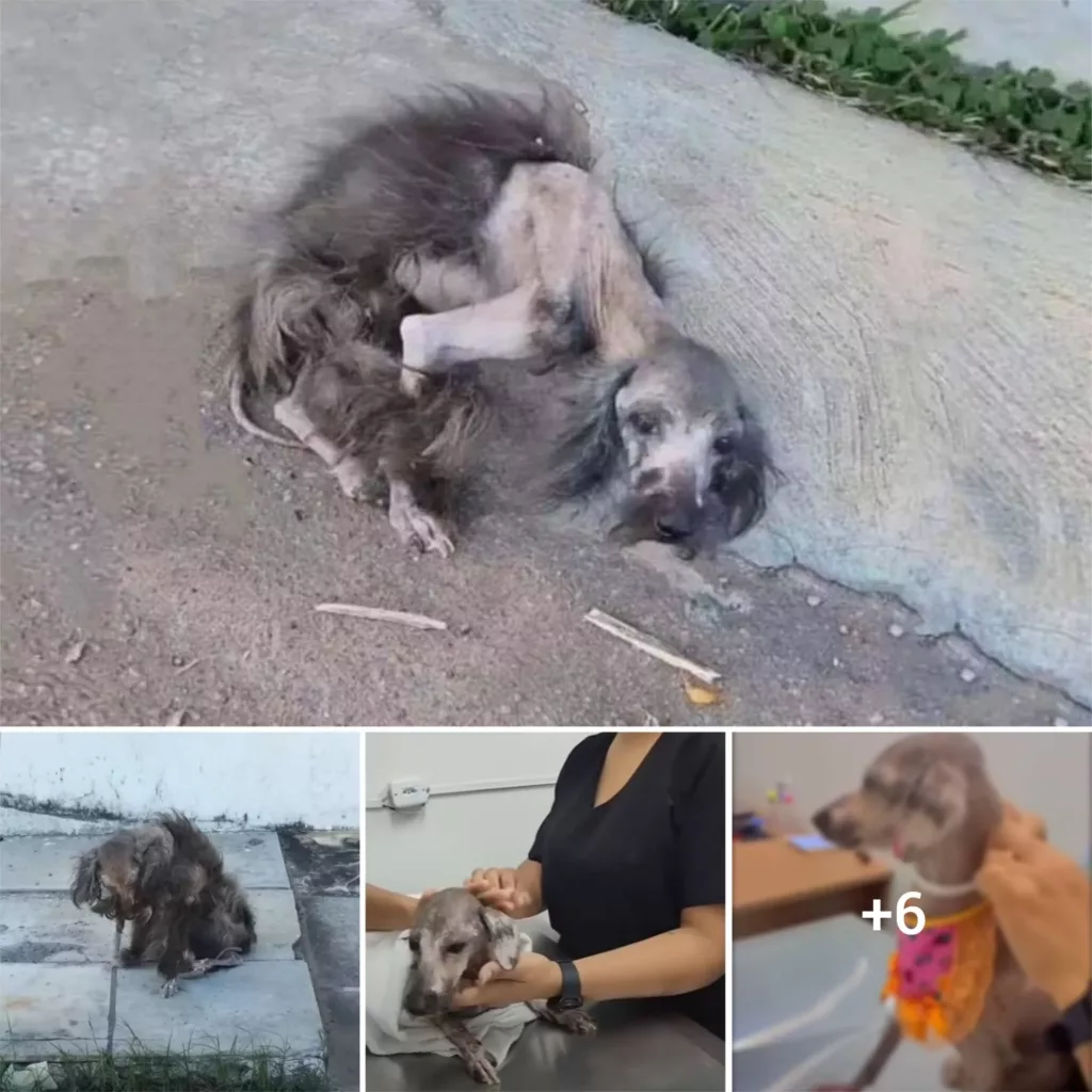 “Left to Fend for Herself: The Heartbreaking Story of a Starving, Abandoned Dog Who Never Found a Loving Home”