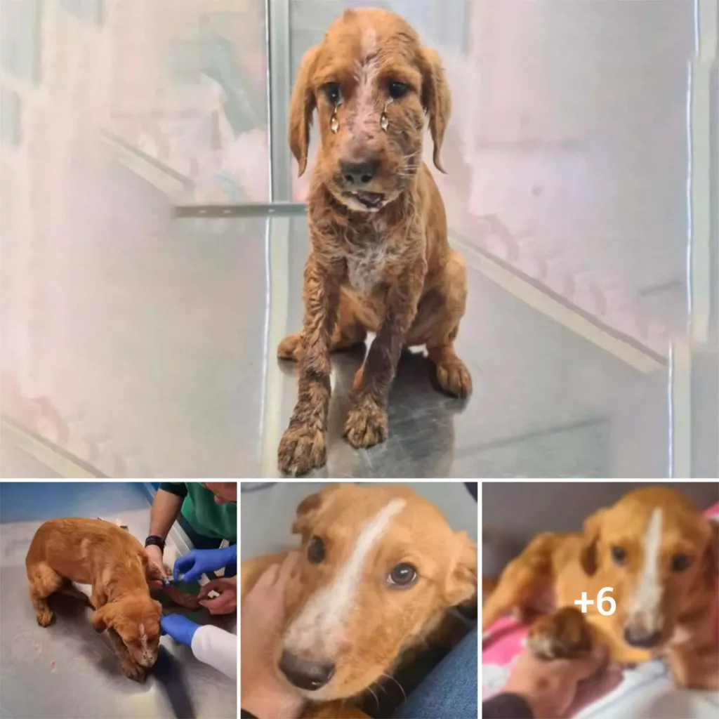 The Heartbreaking Tale of a Starving, Injured Pup in Desperate Need of Aid