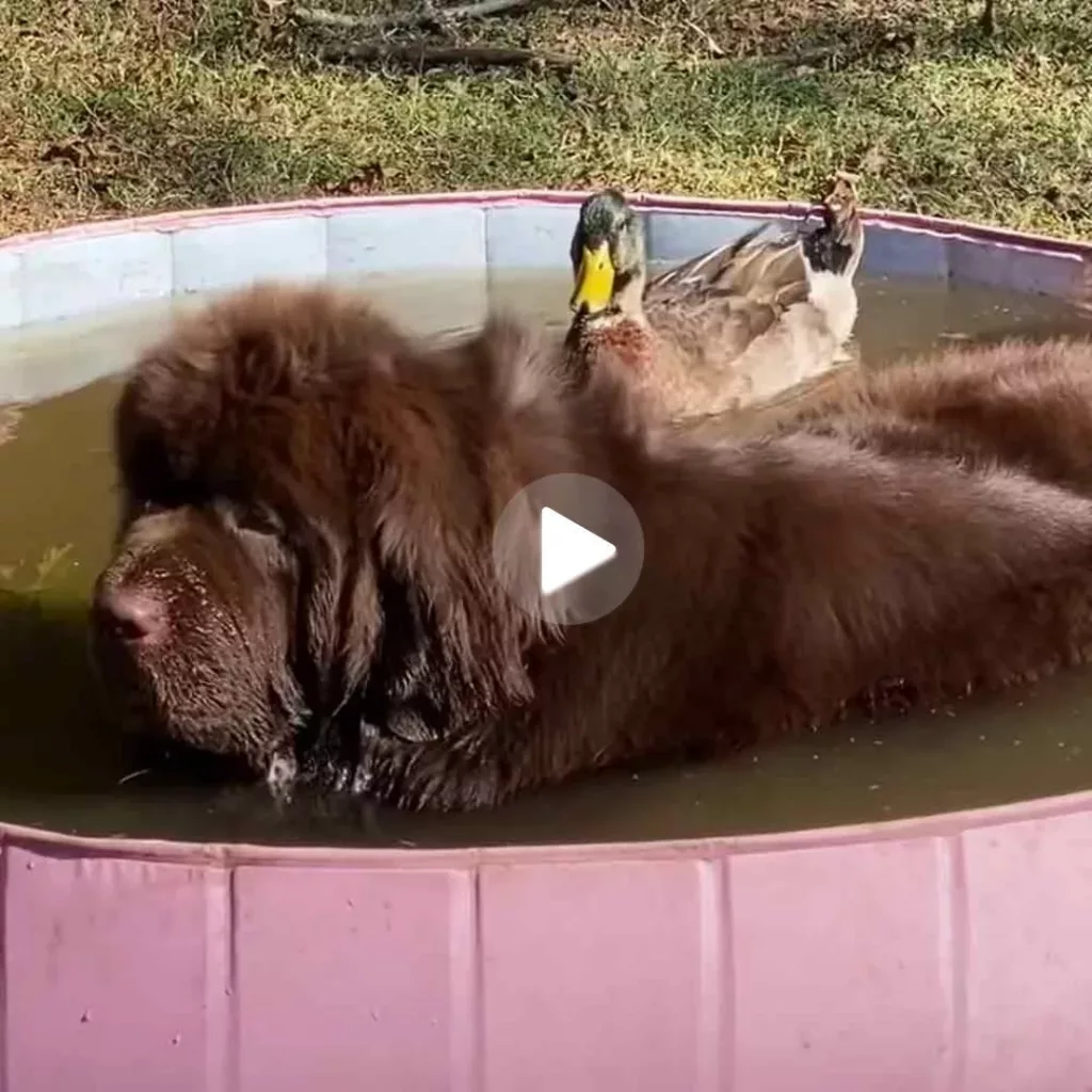 When the duck spots its furry pal weighing 153 pounds, it flaps its wings in pure joy!